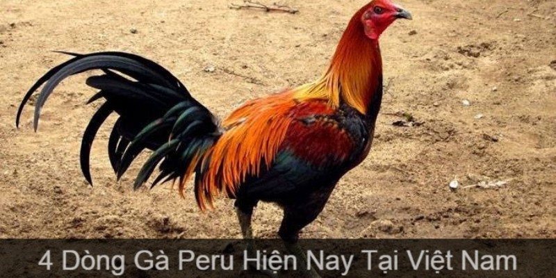 4 giống gà Peru phổ biến hiện nay