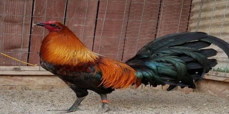 Đặc điểm nổi bật của gà Peru