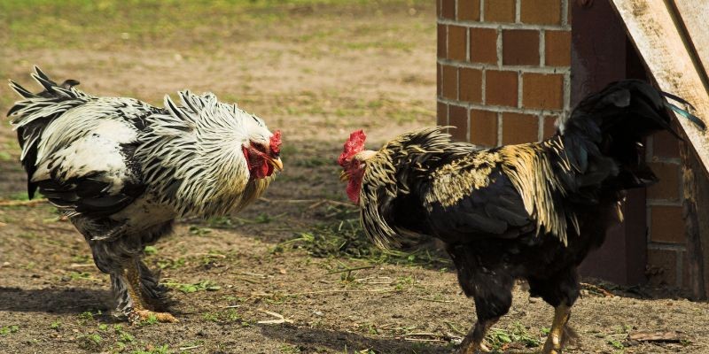 Giá trị văn hóa của giống gà này