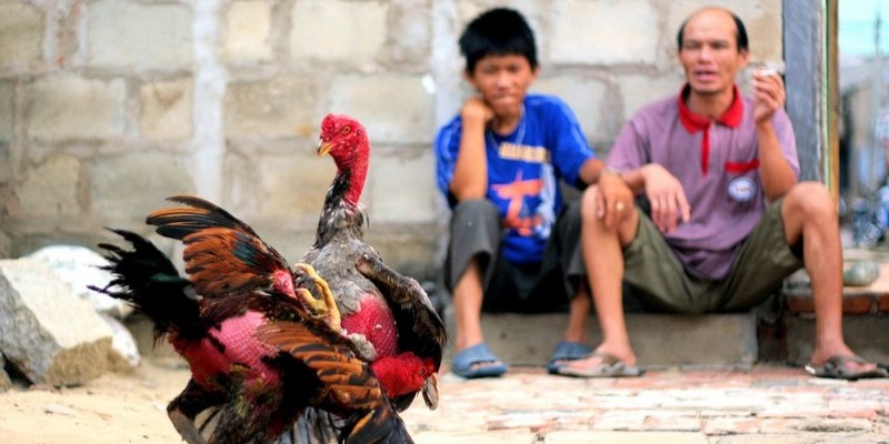 Giới thiệu gà chạy kiệu