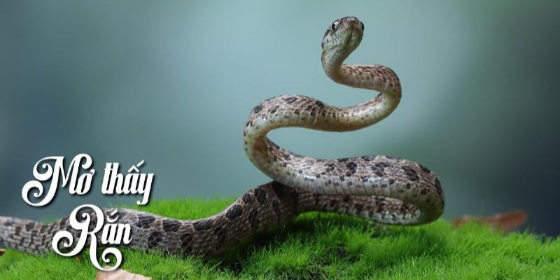 Nằm mơ thấy rắn đuổi - Sự thật bất ngờ ít ai biết