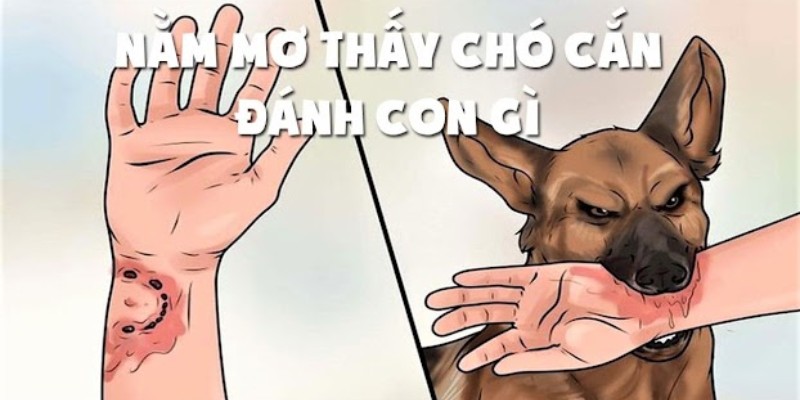 Nên đánh đề con nào khi nằm mơ thấy chó cắn