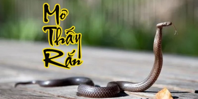 Trường hợp mơ thấy rắn đuổi người lạ